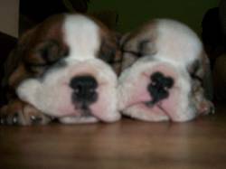 Espectaculares Cachorros Bulldog Ingls 100% Puros Cali, Colombia