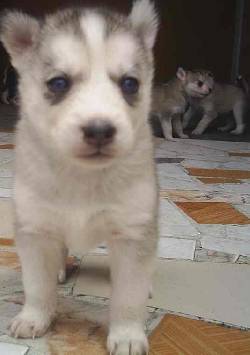CACHORROS SIBERIANO bogota, colombia 