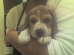 BEAGLE TRICOLOR Bogot, Colombia