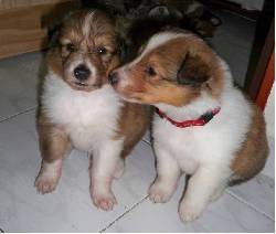 Espectaculares cachorros pastor Collie Bogot, Colombia
