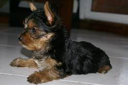 VENDO CACHORROS DE TODAS LAS RAZAS BOGOTA, COLOMBIA