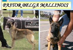 PASTOR BELGA MALLINOIS BOGOTA, COLOMBIA