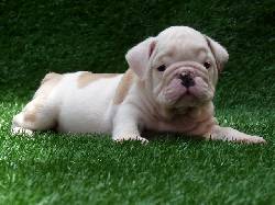 Bulldog Ingls Cachorros Para Adopcin  Madrid, Espaa.
