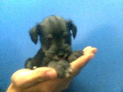 VENTA DE PERROS SCHNAUZER BOGOTA, COLOMBIA