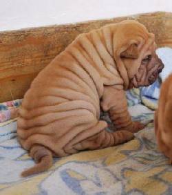 SHARPEI SHAR PEI ESPECIALIZADOS PUREZA100%  BTA, COLOMBIA