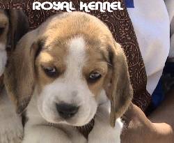 Beagle de ROYAL KENNEL !Criadores, 18 razas! Bogota, Colombia