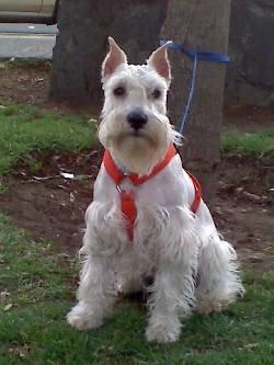 SCHNAUZER MINIATURA BLANCO NIEVE BUSCA NOVIA D.F, MEXICO