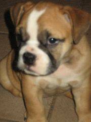 VENTA-PREMIUM BULLDOG san juan, puerto rico