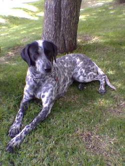 Perrita Pointer Aleman busca novio, Bogot Bogot, Colombia