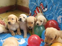 hermosos labradores dorados pereira, colombia
