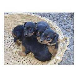 LINDOS CACHORRITOS PINCHER MINIATURA, ***, $250000 Bogota, Colombia