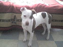 Vendo perrita Pitbulll Bogot, Colombia