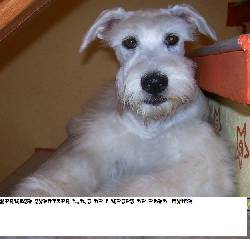 VENDO HERMOSA SNAUTZER BLANCA DE 7 MESES DE EDAD H BOGOTA, COLOMBIA