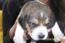 LINDOS CACHORROS BEAGLE $300.000 BOGOTA, COLOMBIA