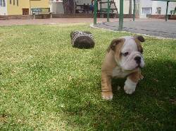 Bulldog Ingles - Criadero La Granja Cachorros Bogot, Colombia