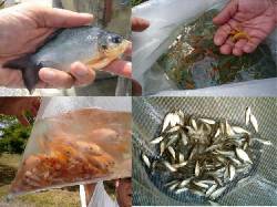 VENTA CONCENTRADO ALIMENTO PECES TRUCHA CACHAMA TI Bogot�, Colombia