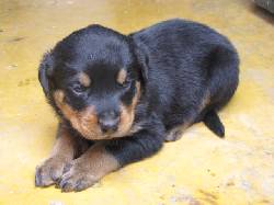 Venta de Cachorros Rottweiler Cali, Colombia