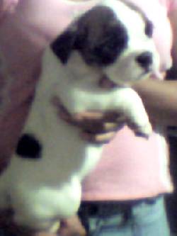 REMATE DE BULLDOG giron, colombia