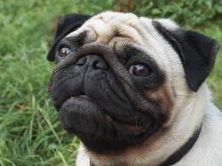 PUG CARLINOS CON CERTIFICACION DE PUREZA  BOGOTA, COLOMBIA