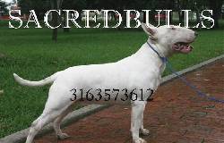 Camadas Bull Terrier De Calidad Superior bogota, colombia