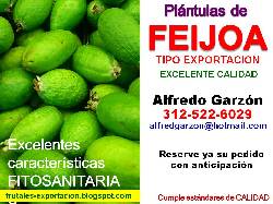 Semillas FEIJOA semillero PLNTULAS plantas vivero Bogota, Colombia