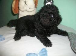 Diminuto Macho de Caniche toy negro azabache  Buenos Aires, Argentina