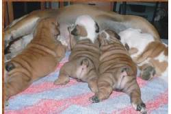Cachorros bulldog Ingls 100  ( nanakelcy@hotmail.com  Valencia, Espaa