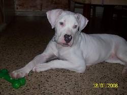Novio para Gorda carolina, puerto rico