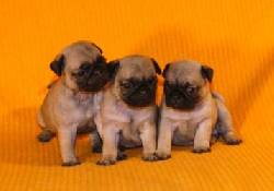 ***PERROS PUG UNICOS L.D.S CERTIFICADOS UNICOS BOGOTA** BOGOTA, COLOMBIA